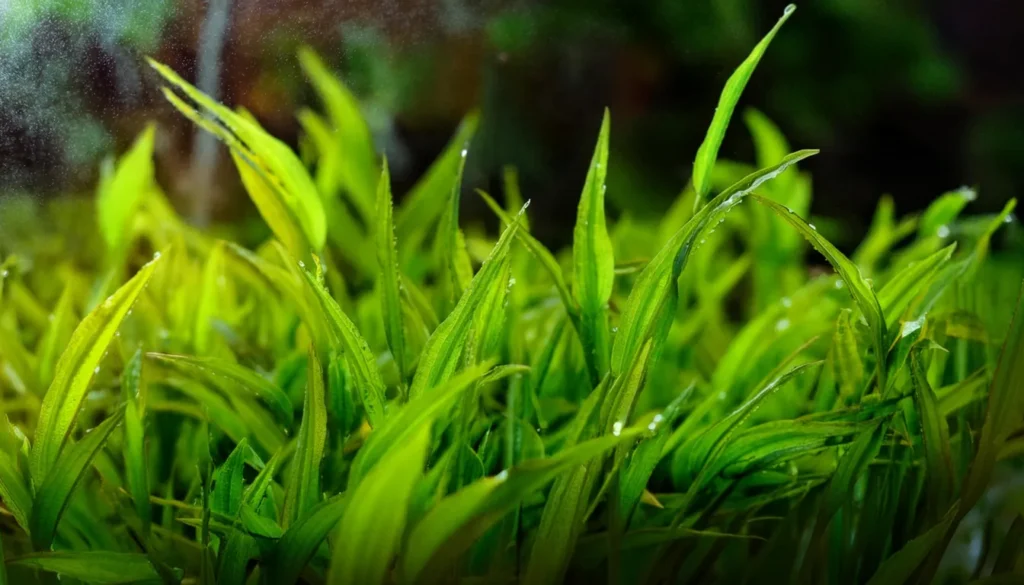 Utricularia Graminifolia