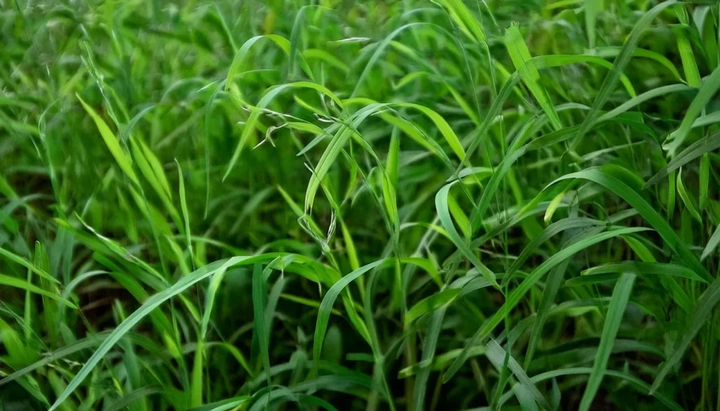 Utricularia Graminifolia