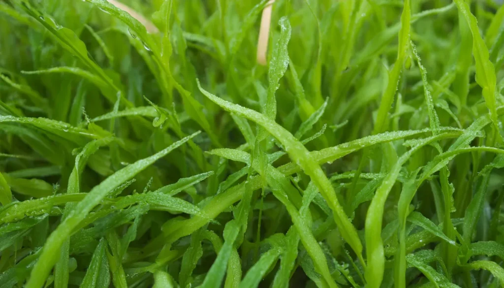 Utricularia Graminifolia