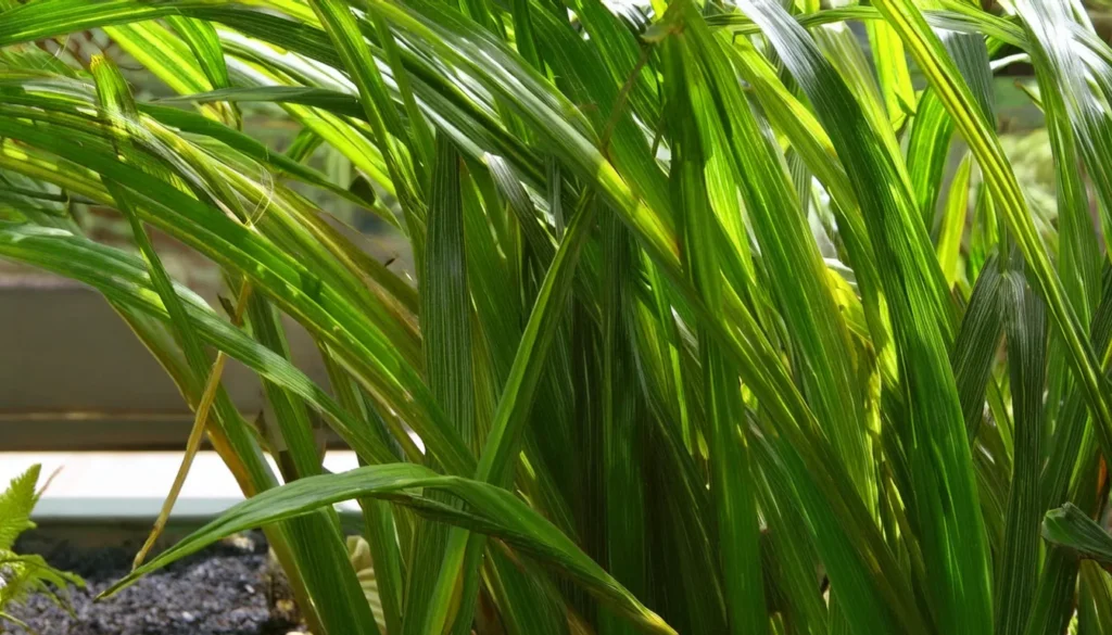 Vallisneria Gigantea