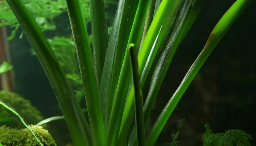 Vallisneria Gigantea