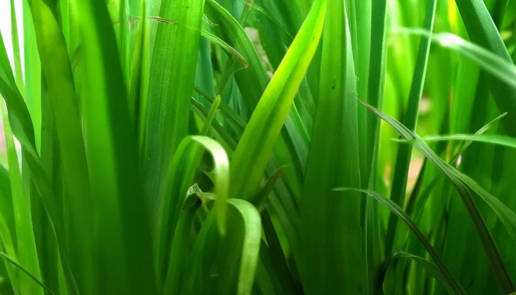 Vallisneria Gigantea