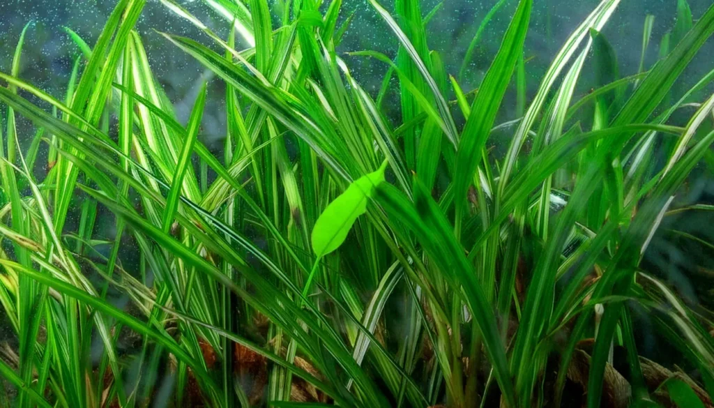 Vallisneria Nana