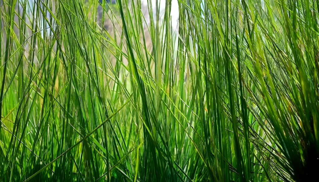 Vallisneria Nana