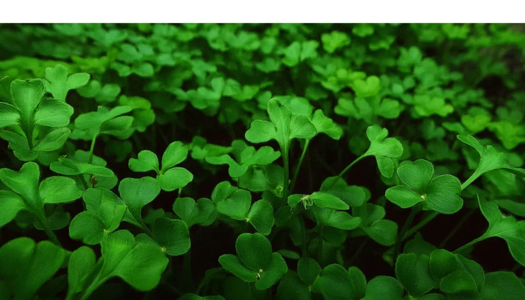 Bacopa monnieri