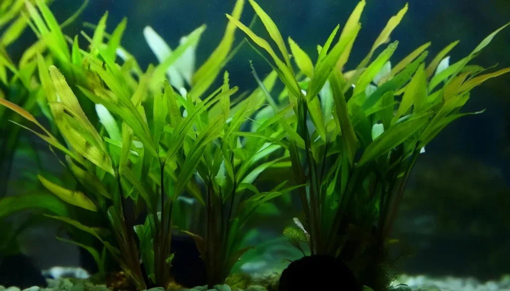 Cryptocoryne lutea