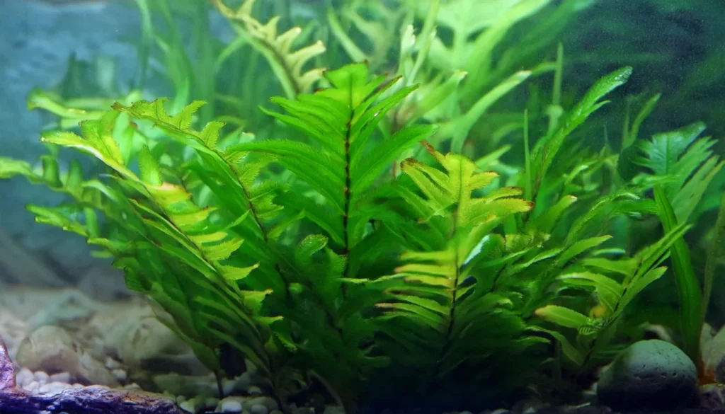 Cryptocoryne lutea