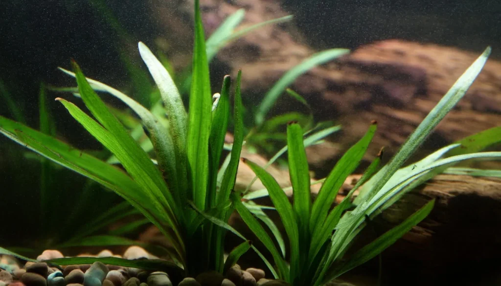 Cryptocoryne lutea