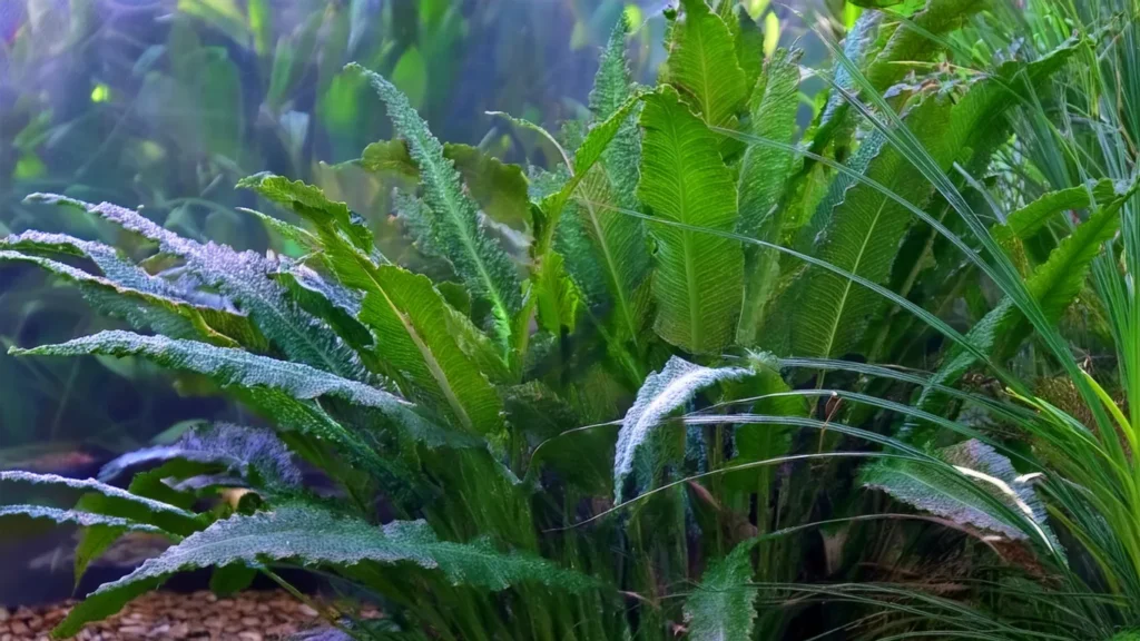 cryptocoryne wendtii tropica