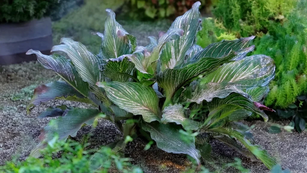 cryptocoryne wendtii tropica