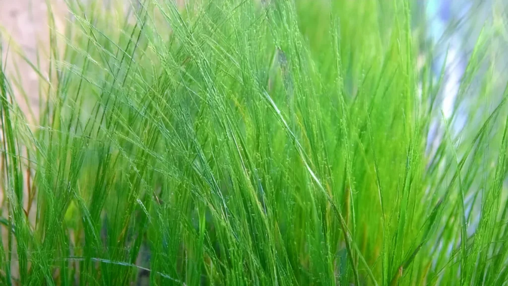 Dwarf Hairgrass