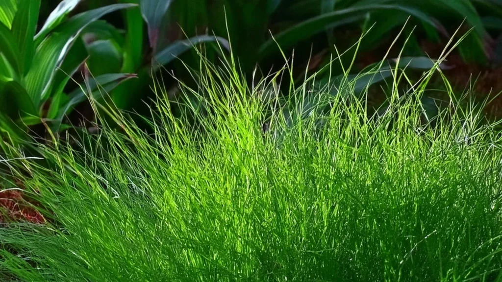 Dwarf Hairgrass