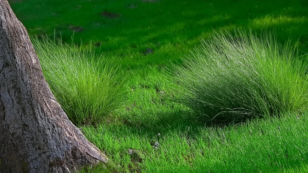 Dwarf Hairgrass