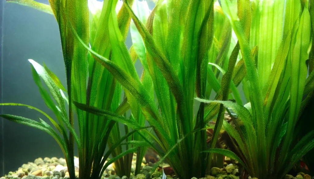 Vallisneria Americana