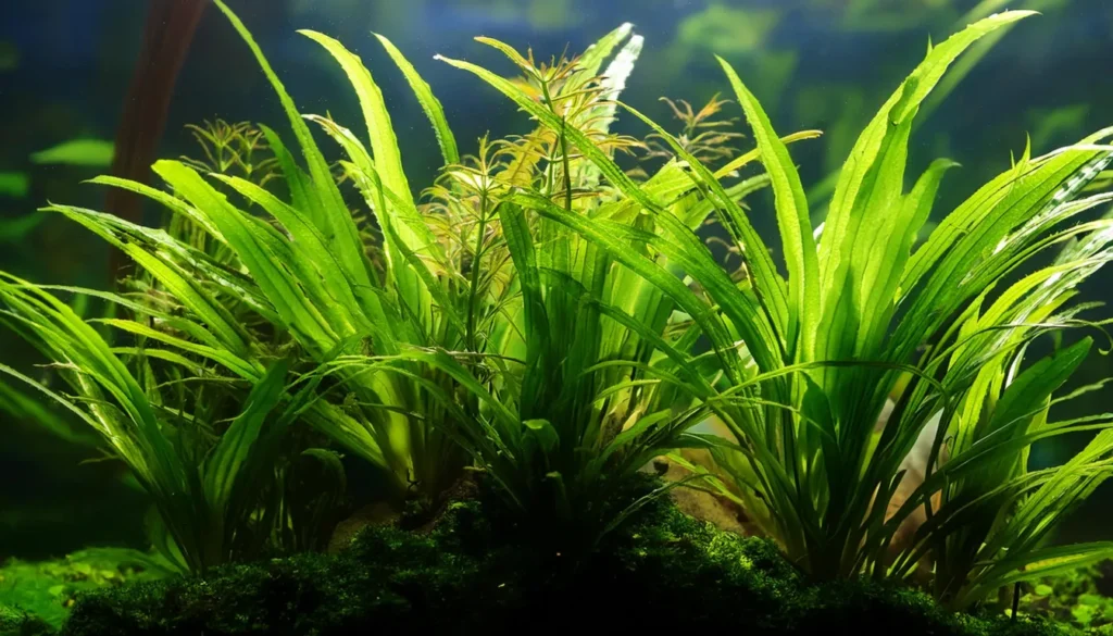 Vallisneria Neotropical